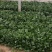 精品菠菜山东大棚蔬菜产地直发高端品质全国发货
