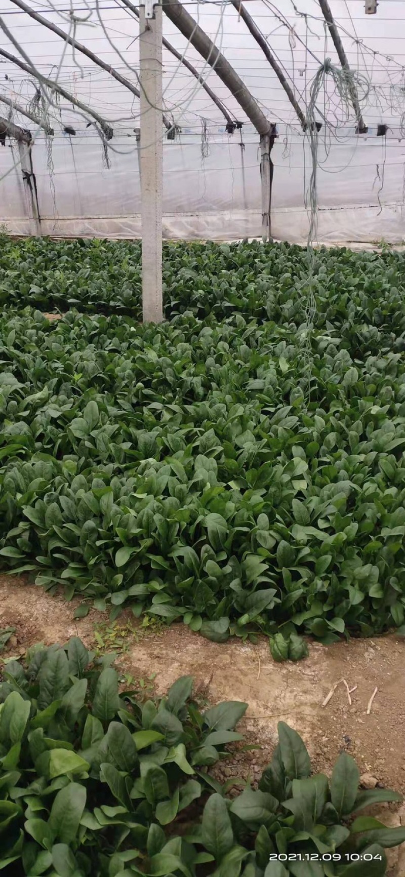 精品菠菜山东大棚蔬菜产地直发高端品质全国发货