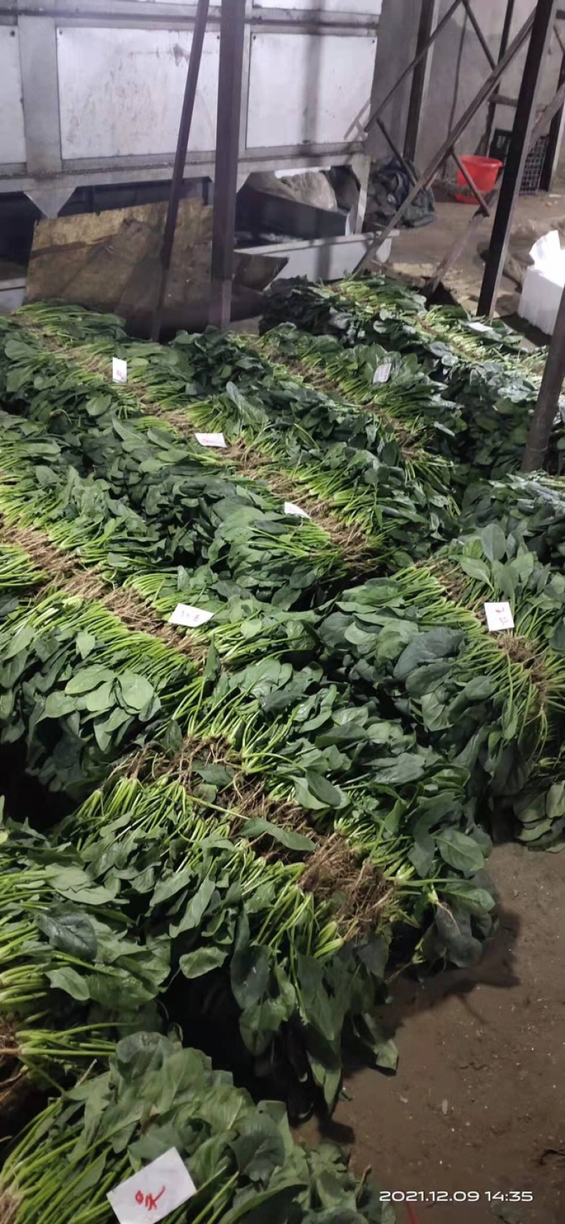 精品菠菜山东大棚蔬菜产地直发高端品质全国发货