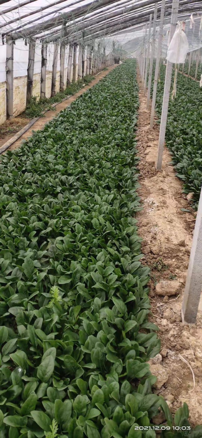 精品菠菜山东大棚蔬菜产地直发高端品质全国发货