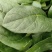 精品菠菜山东大棚蔬菜产地直发高端品质全国发货