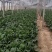 精品菠菜山东大棚蔬菜产地直发高端品质全国发货
