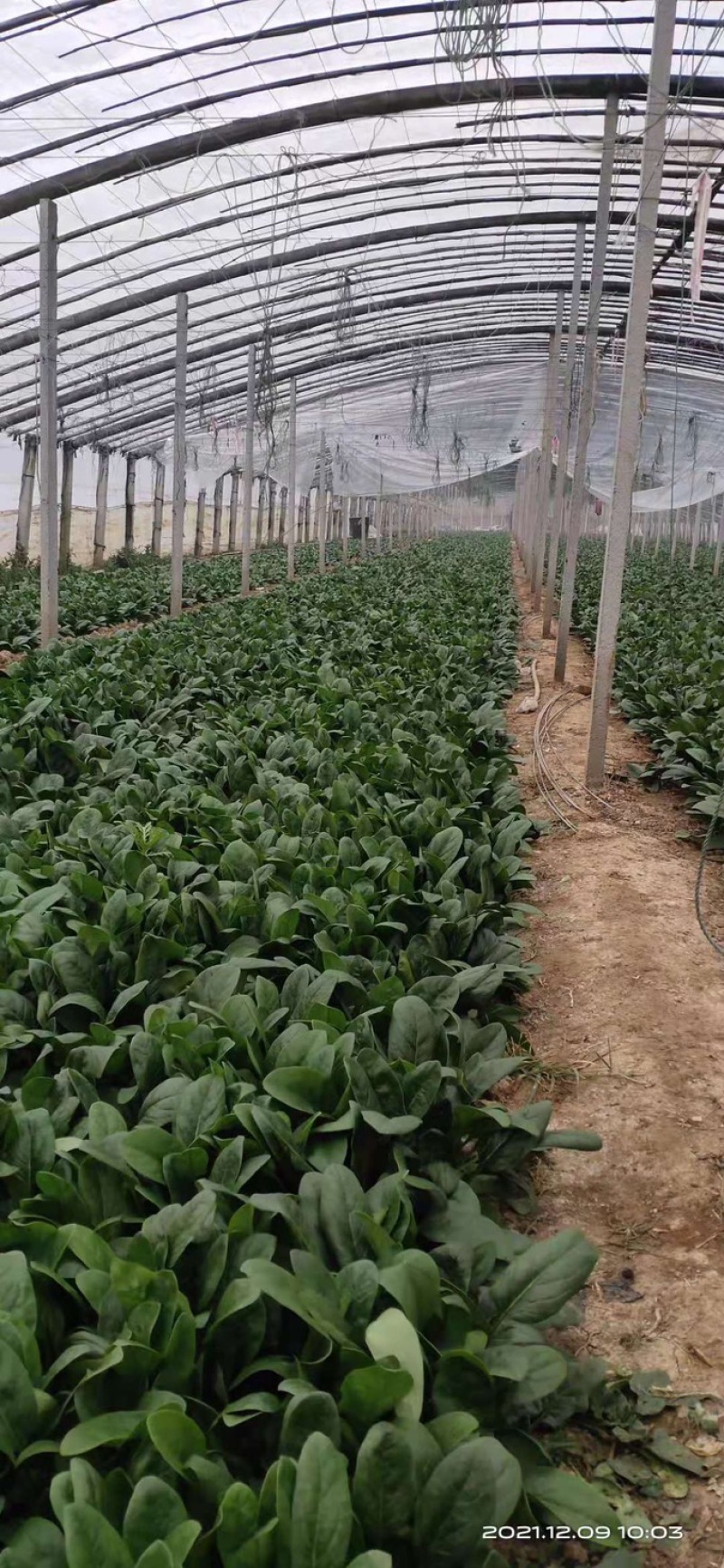 精品菠菜山东大棚蔬菜产地直发高端品质全国发货