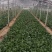精品菠菜山东大棚蔬菜产地直发高端品质全国发货