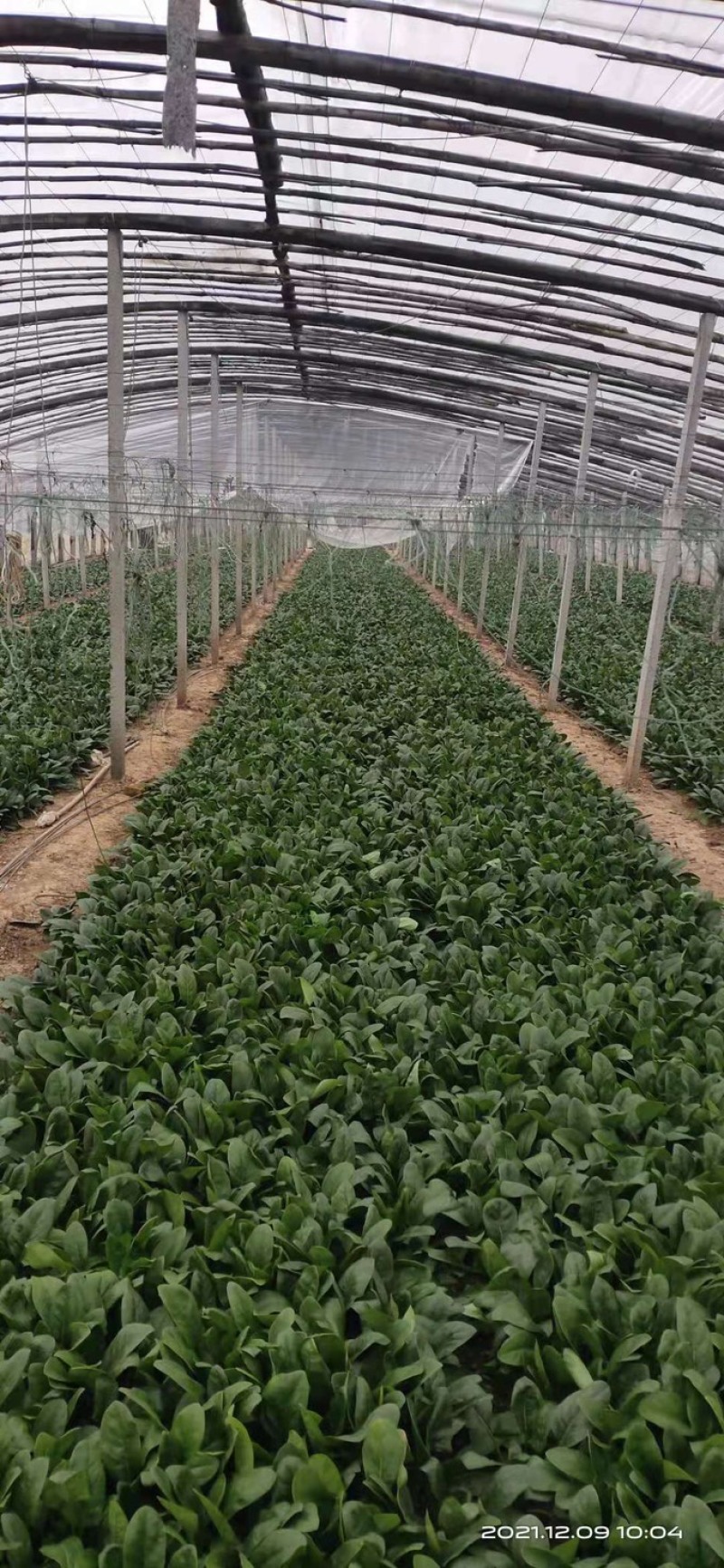 精品菠菜山东大棚蔬菜产地直发高端品质全国发货