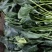 精品菠菜山东大棚蔬菜产地直发高端品质全国发货