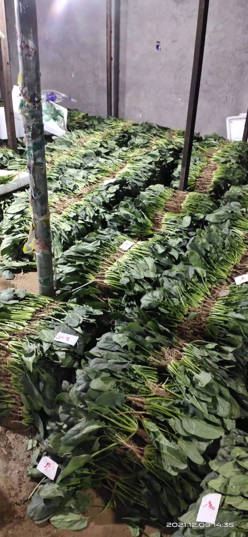精品菠菜山东大棚蔬菜产地直发高端品质全国发货