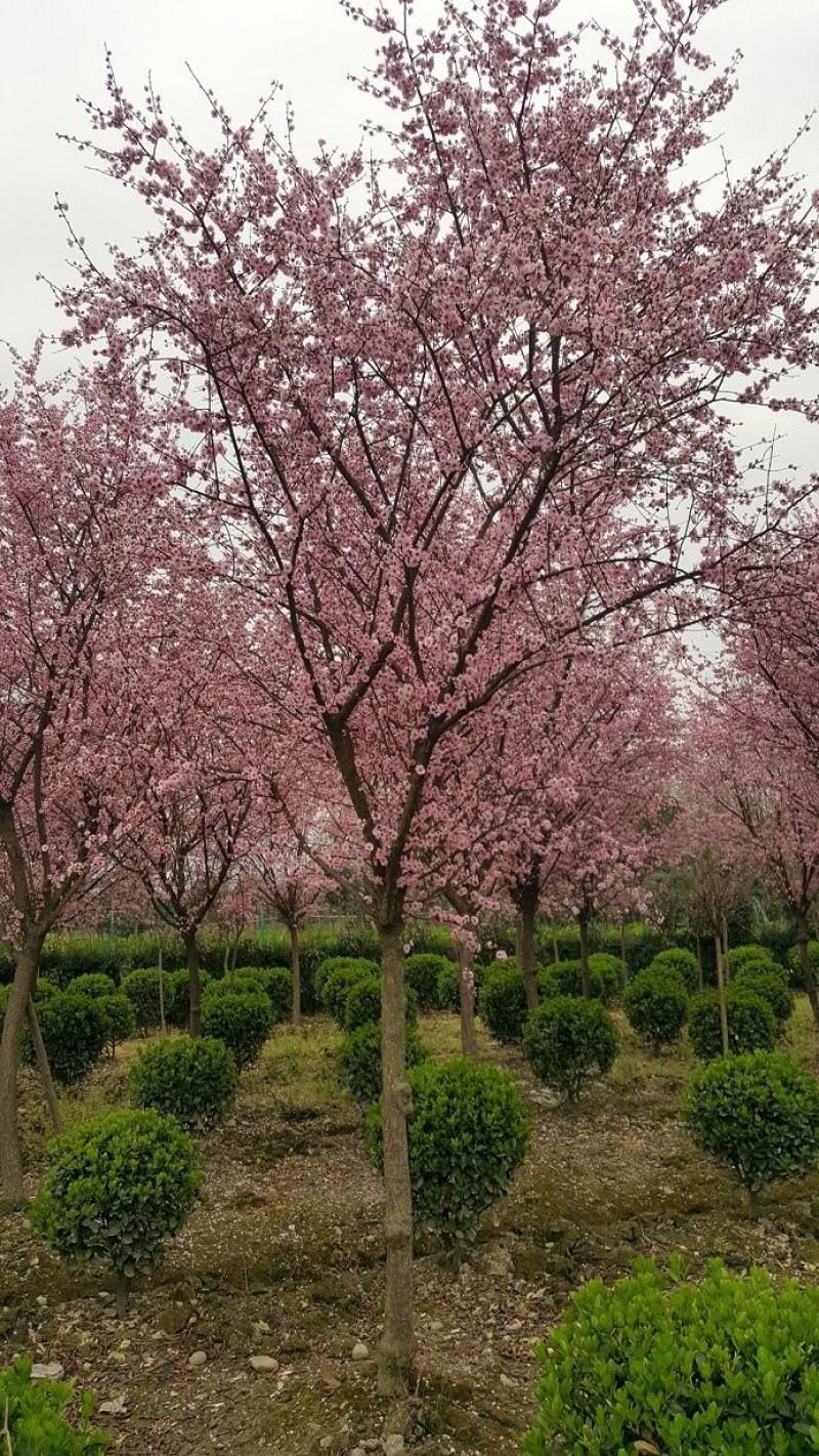梅花，红梅，杏梅，高杆红梅，四川梅花价格，成都红梅批发