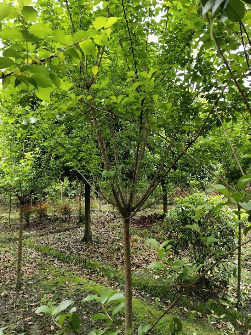 梅花，红梅，杏梅，高杆红梅，四川梅花价格，成都红梅批发