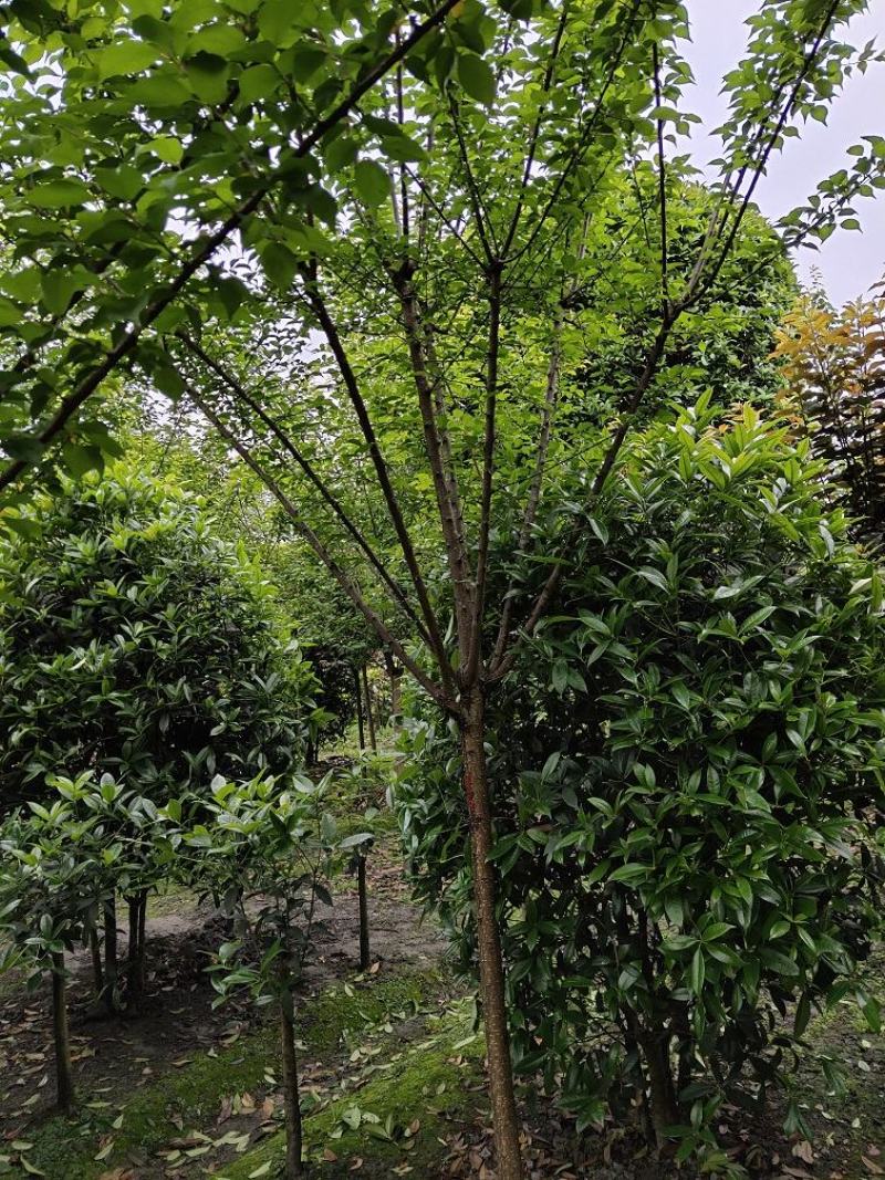 梅花，红梅，杏梅，高杆红梅，四川梅花价格，成都红梅批发