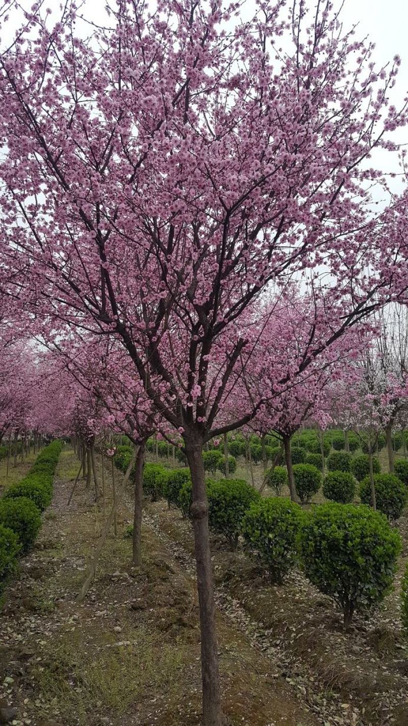 梅花，红梅，杏梅，高杆红梅，四川梅花价格，成都红梅批发