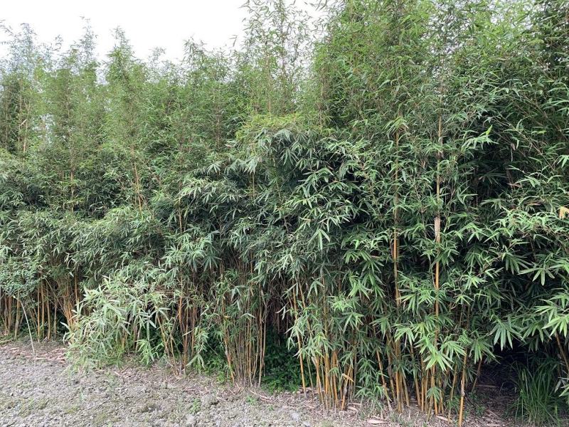 琴丝竹，金镶碧玉竹，四川琴丝竹价格，成都琴丝竹批发