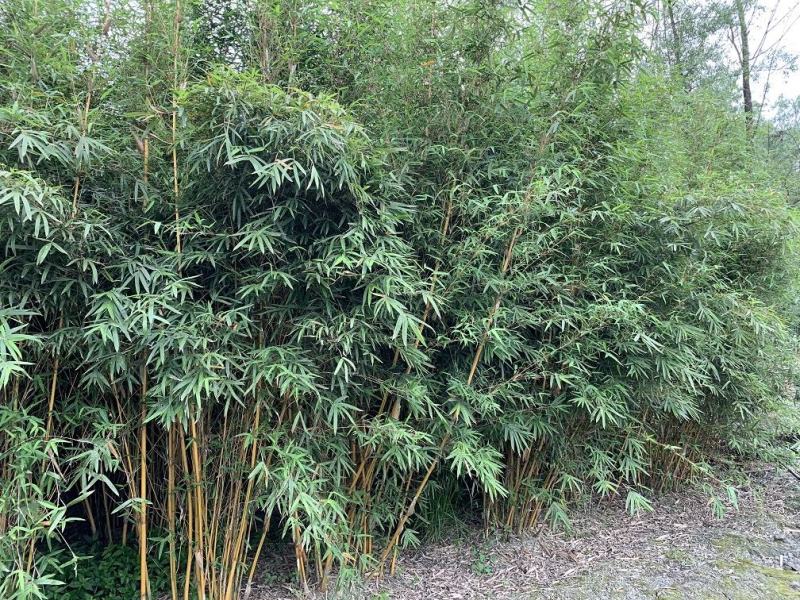 琴丝竹，金镶碧玉竹，四川琴丝竹价格，成都琴丝竹批发