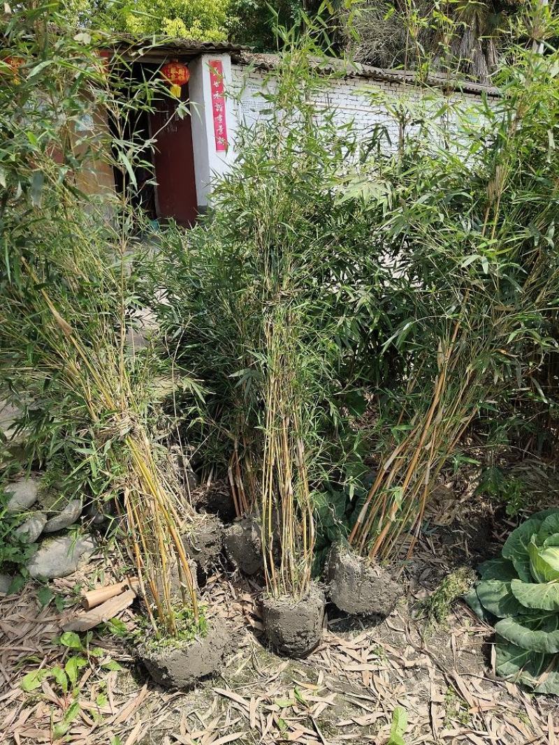 琴丝竹，金镶碧玉竹，四川琴丝竹价格，成都琴丝竹批发
