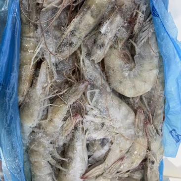 南美对白虾，青虾，欧玛莎水冻40斤，规格齐全，欢迎采购