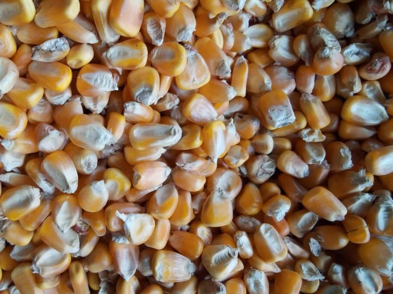 玉米除杂精品玉米，颗粒饱满，产地直发量大价优。