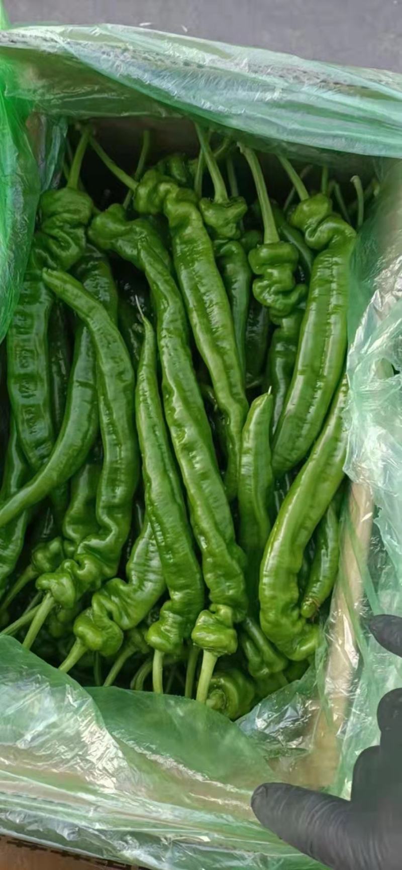 热销精品螺丝椒大量批发发往全国产地直发