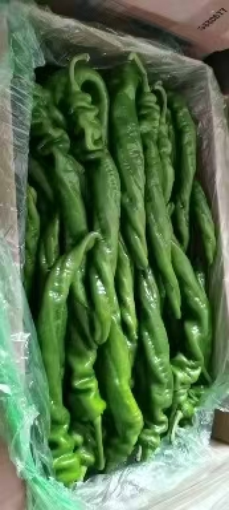热销精品螺丝椒大量批发发往全国产地直发