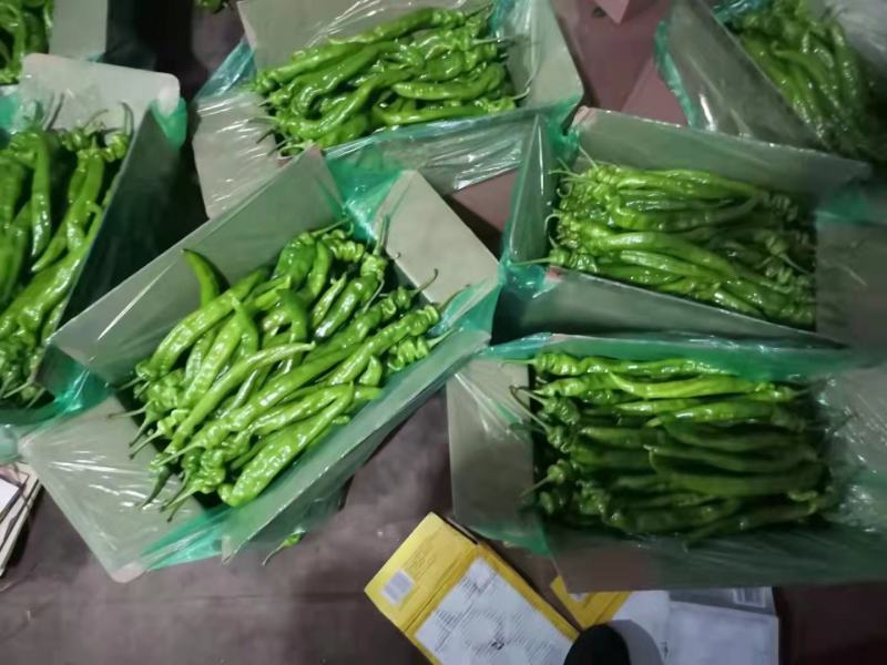 热销精品螺丝椒大量批发发往全国产地直发