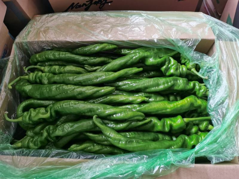 热销精品螺丝椒大量批发发往全国产地直发