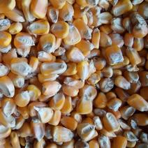 玉米除杂精品玉米，颗粒饱满，产地直发量大价优。