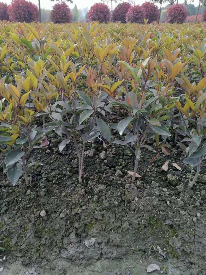 佛顶珠，佛顶珠桂花，四川佛顶珠苗价格，成都佛顶珠苗批发