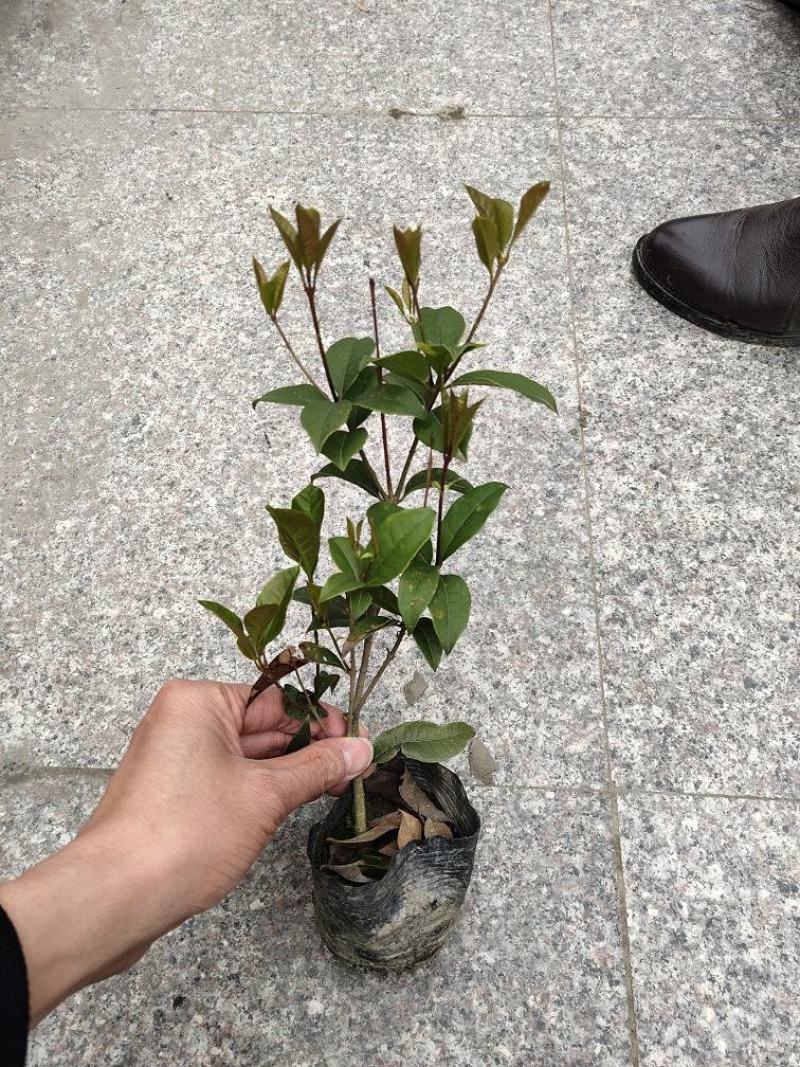 佛顶珠，佛顶珠桂花，四川佛顶珠苗价格，成都佛顶珠苗批发