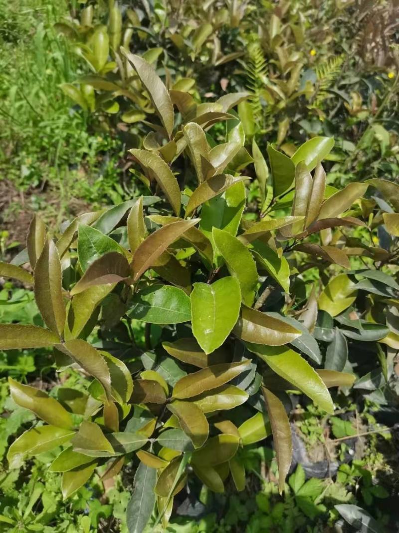 佛顶珠，佛顶珠桂花，四川佛顶珠苗价格，成都佛顶珠苗批发