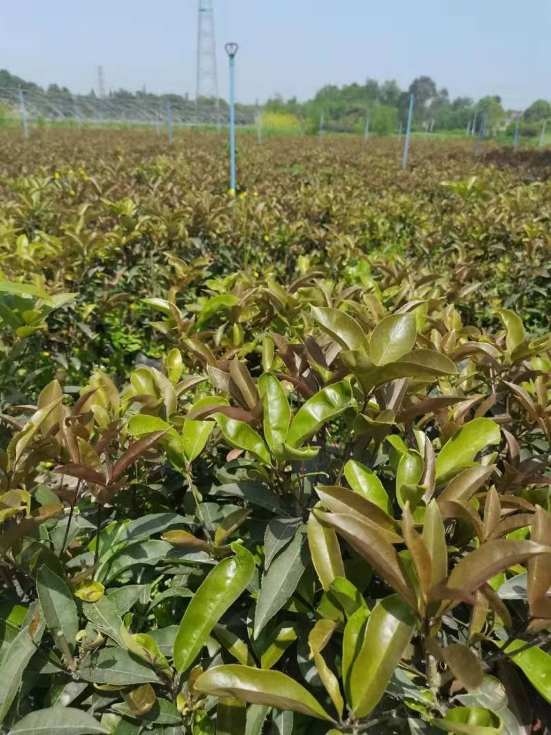 佛顶珠，佛顶珠桂花，四川佛顶珠苗价格，成都佛顶珠苗批发
