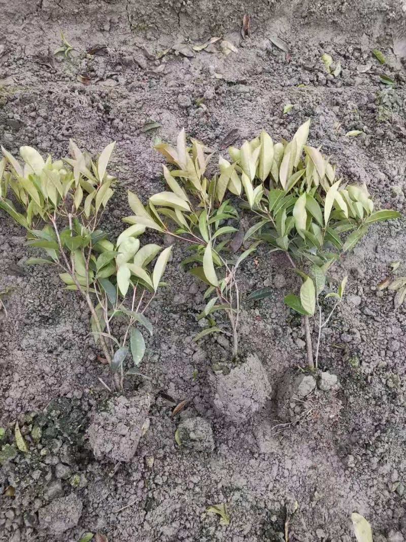 佛顶珠，佛顶珠桂花，四川佛顶珠苗价格，成都佛顶珠苗批发
