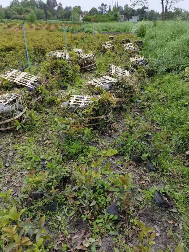 佛顶珠，佛顶珠桂花，四川佛顶珠苗价格，成都佛顶珠苗批发