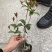 佛顶珠，佛顶珠桂花，四川佛顶珠苗价格，成都佛顶珠苗批发