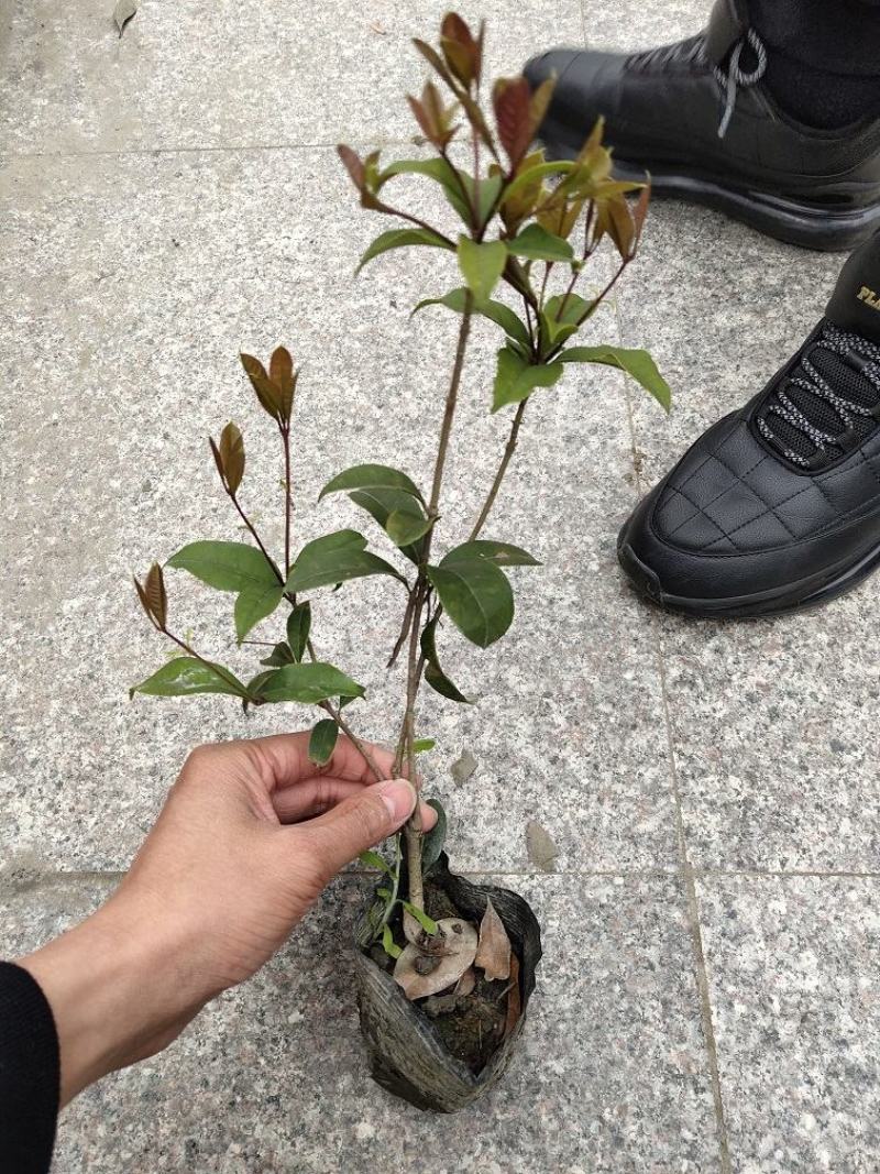 佛顶珠，佛顶珠桂花，四川佛顶珠苗价格，成都佛顶珠苗批发