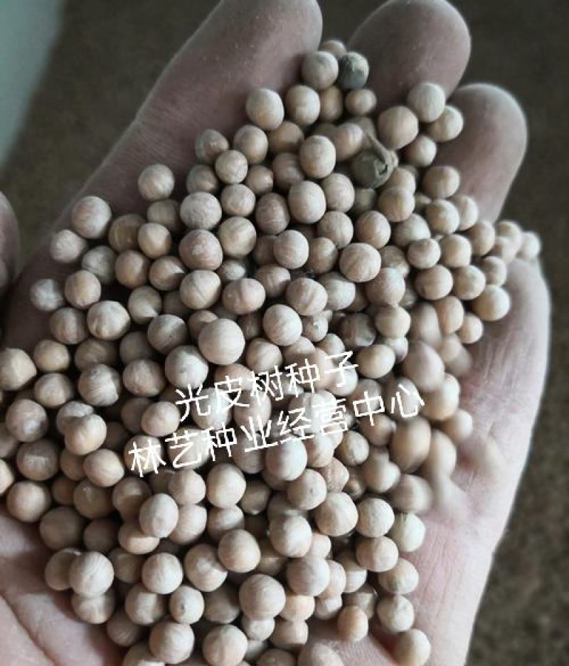 新采林木树籽光皮毛梾木光皮树种子斑皮抽水树四季可播