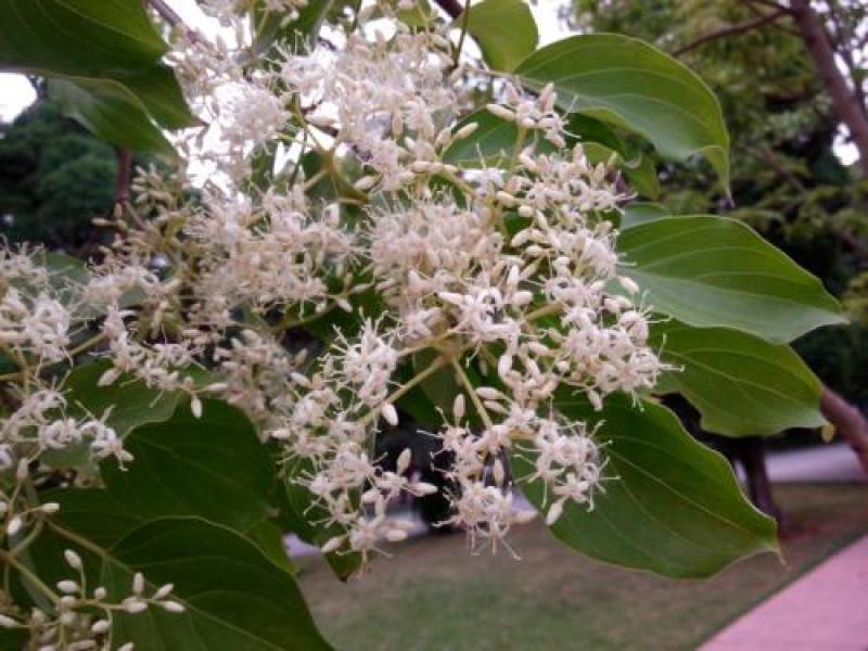 新采林木树籽光皮毛梾木光皮树种子斑皮抽水树四季可播