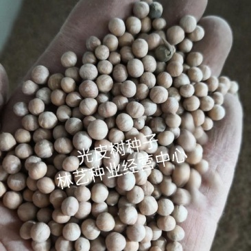 新采林木树籽光皮毛梾木光皮树种子斑皮抽水树四季可播