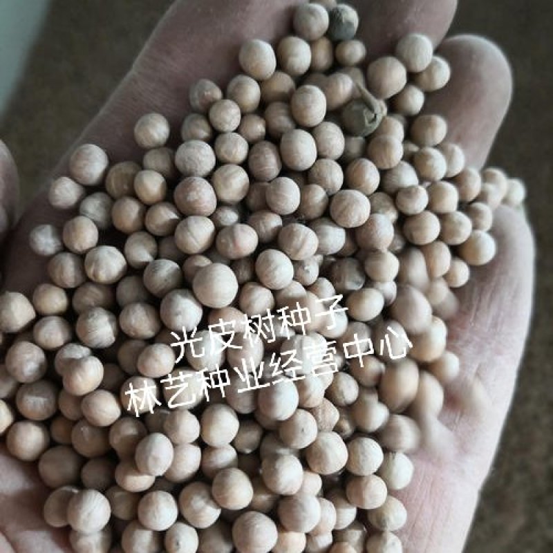 新采林木树籽光皮毛梾木光皮树种子斑皮抽水树四季可播