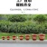 特大号塑料花盆包邮批发带托盘仿瓷绿萝果树盆栽多肉君子