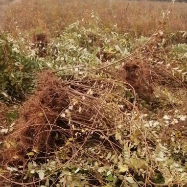 药用连翘苗大小苗齐全、连翘苗产地批发