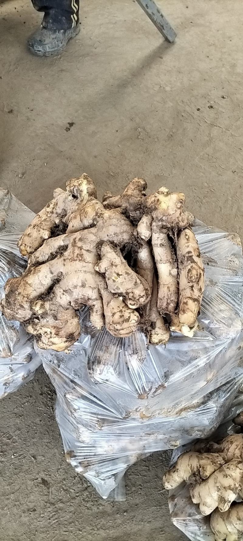 山东生姜大黄姜批发产地价格块大，味辣，量大