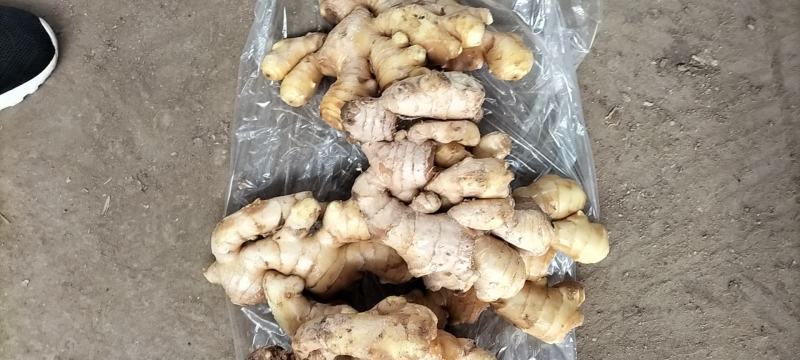山东生姜大黄姜批发产地价格块大，味辣，量大