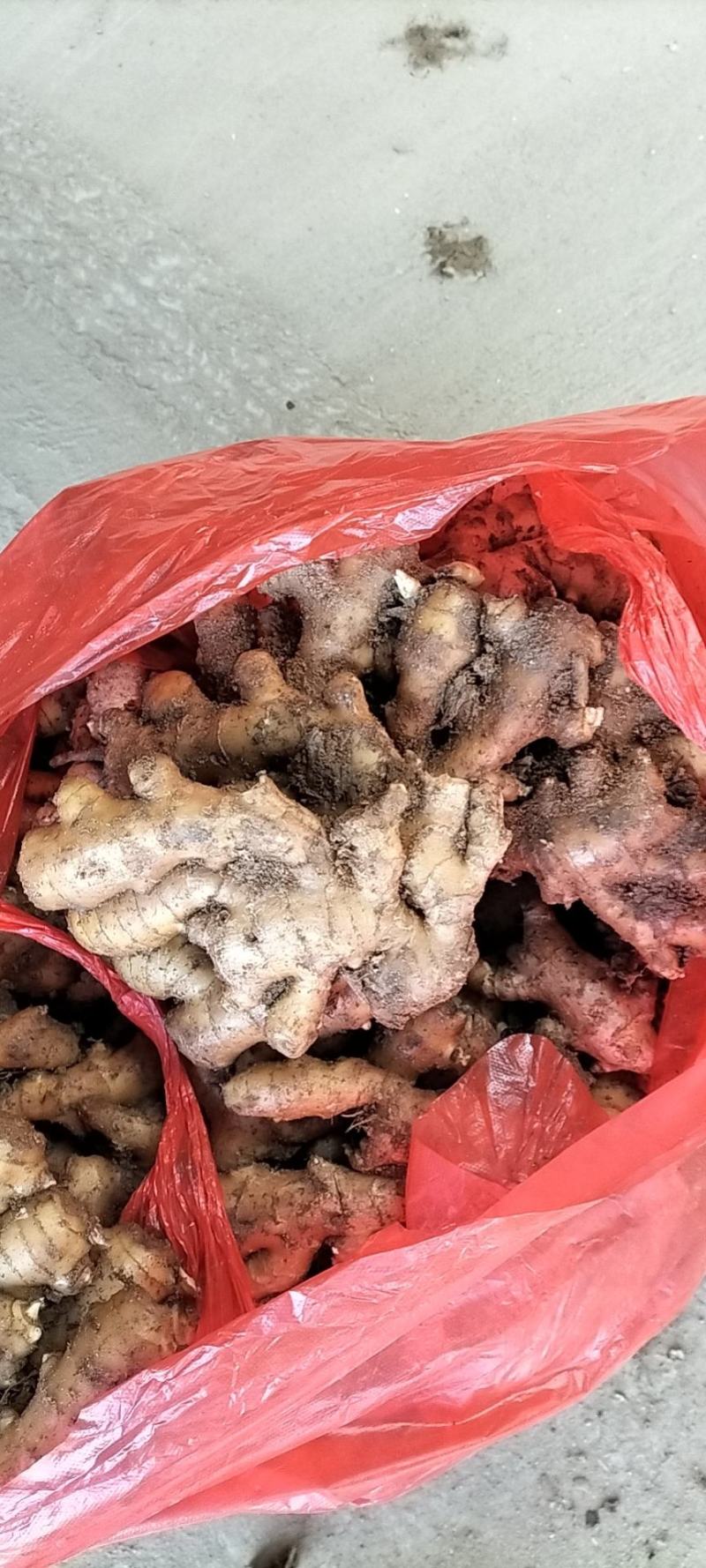 山东生姜大黄姜批发产地价格块大，味辣，量大