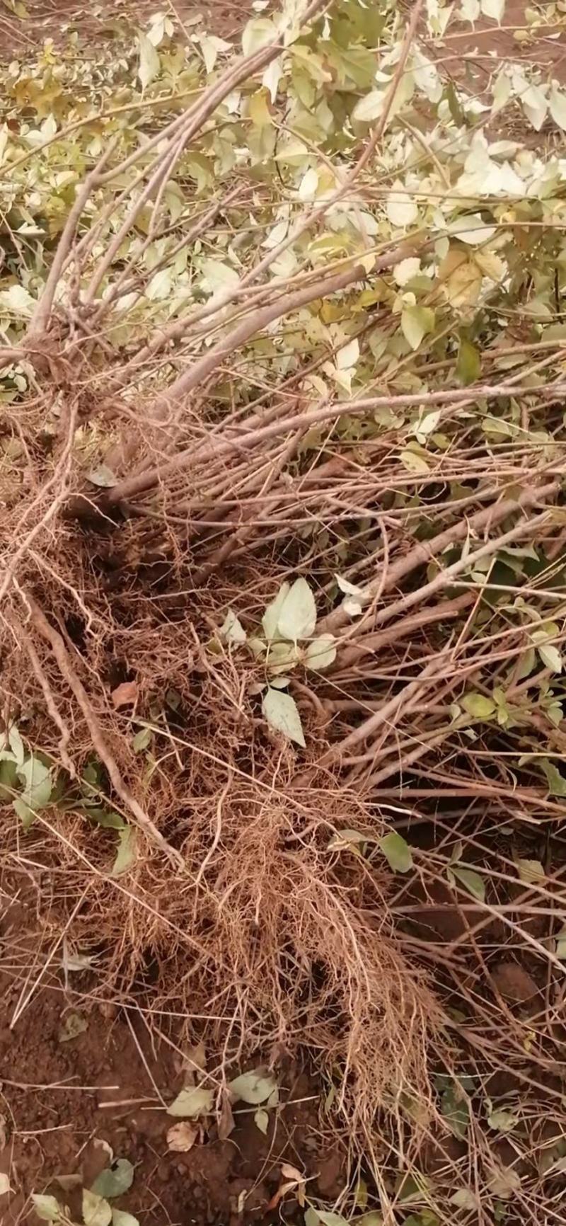药用连翘苗大小苗齐全、连翘苗产地批发