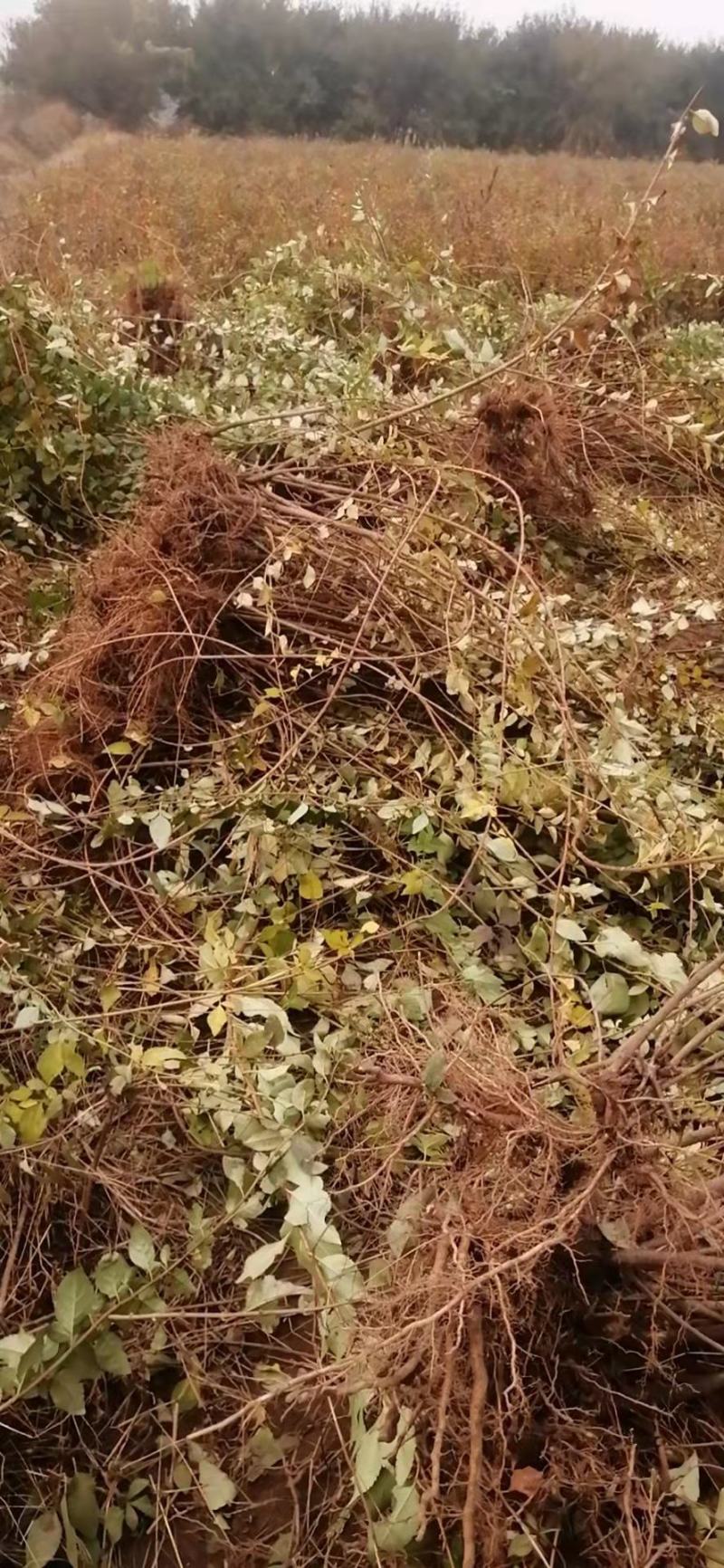 药用连翘苗大小苗齐全、连翘苗产地批发
