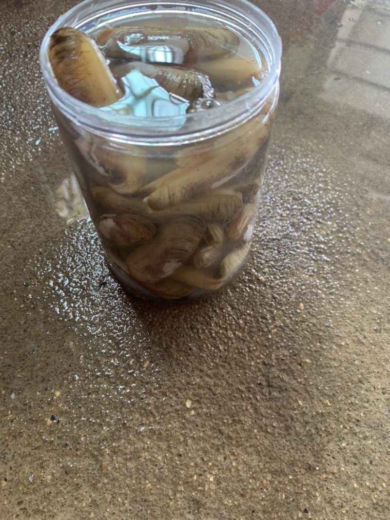 蛏子源头打包批发社区团购蛏子大小个头都有