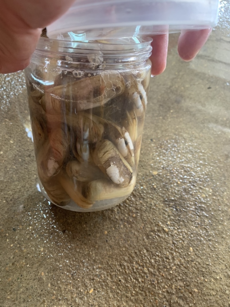 蛏子源头打包批发社区团购蛏子大小个头都有