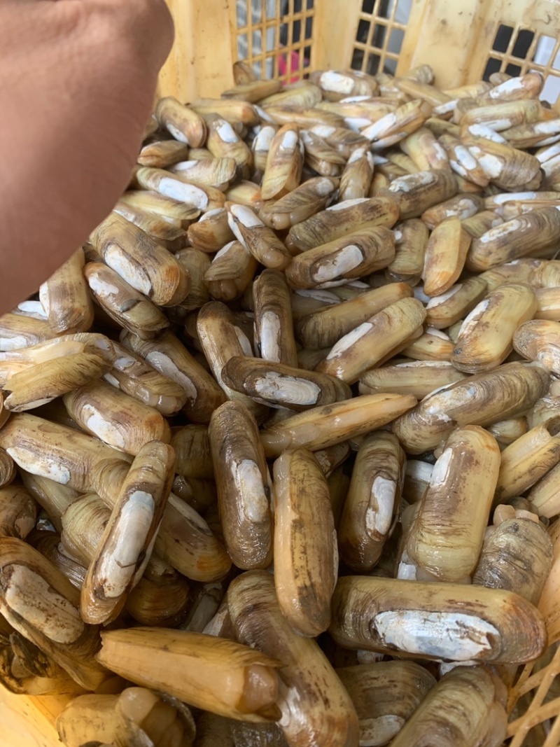 蛏子源头打包批发社区团购蛏子大小个头都有