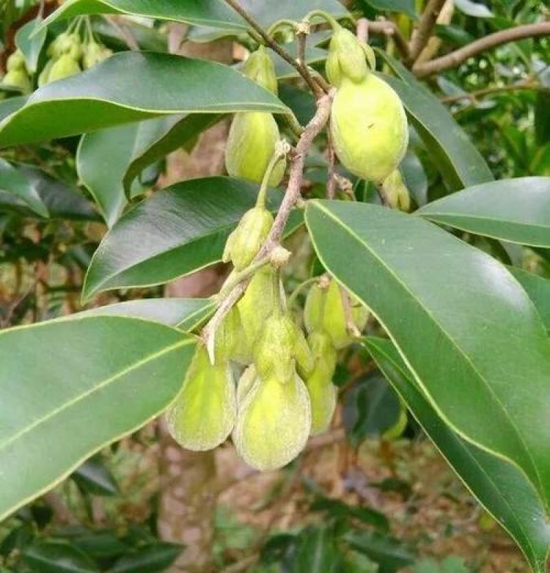 新采沉香种子海南沉香木树种子名贵树种子奇楠发芽率高