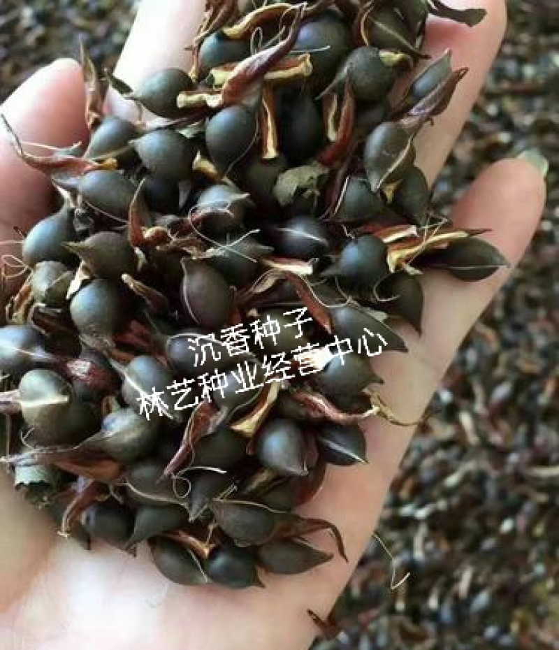 新采沉香种子海南沉香木树种子名贵树种子奇楠发芽率高