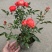 月季花，丰花月季，聚花月季，四川月季价格，成都月季批发